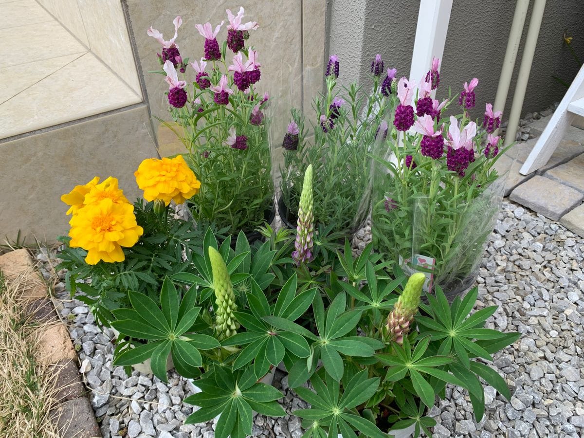 お花買っちゃった🌼