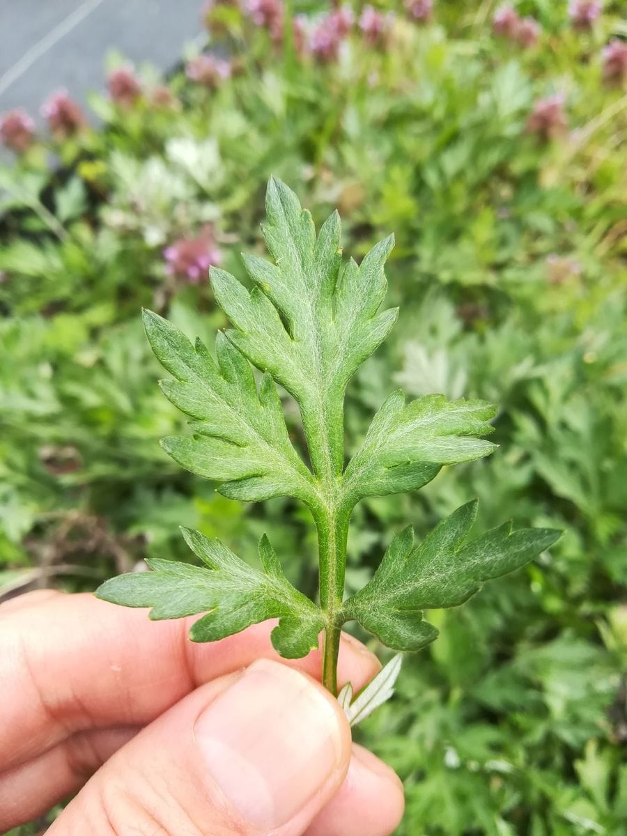 よもぎか野草かどちらでしょうか？