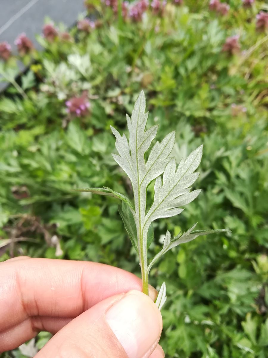 よもぎか野草かどちらでしょうか？