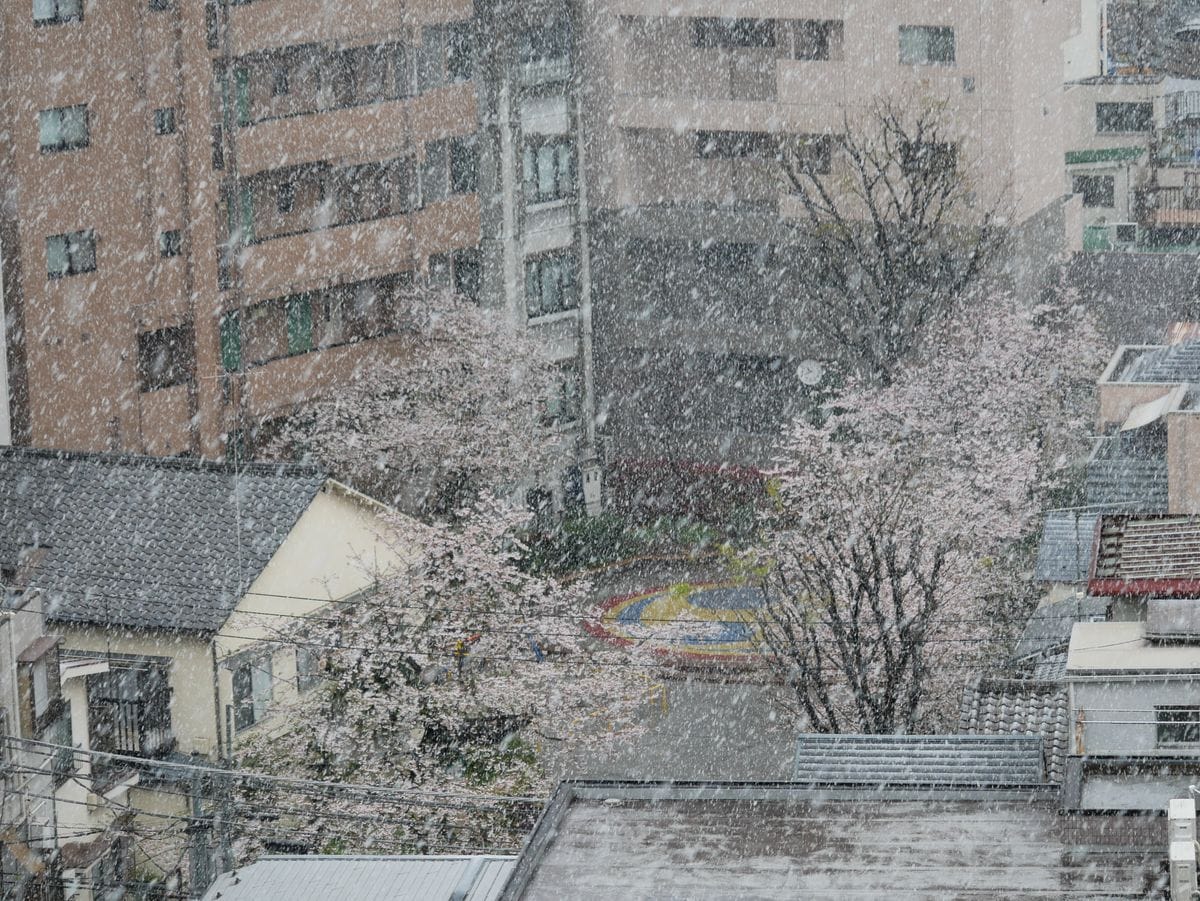 雪桜