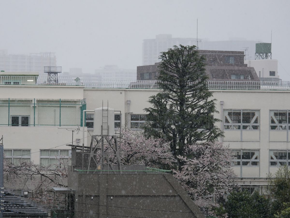 雪桜