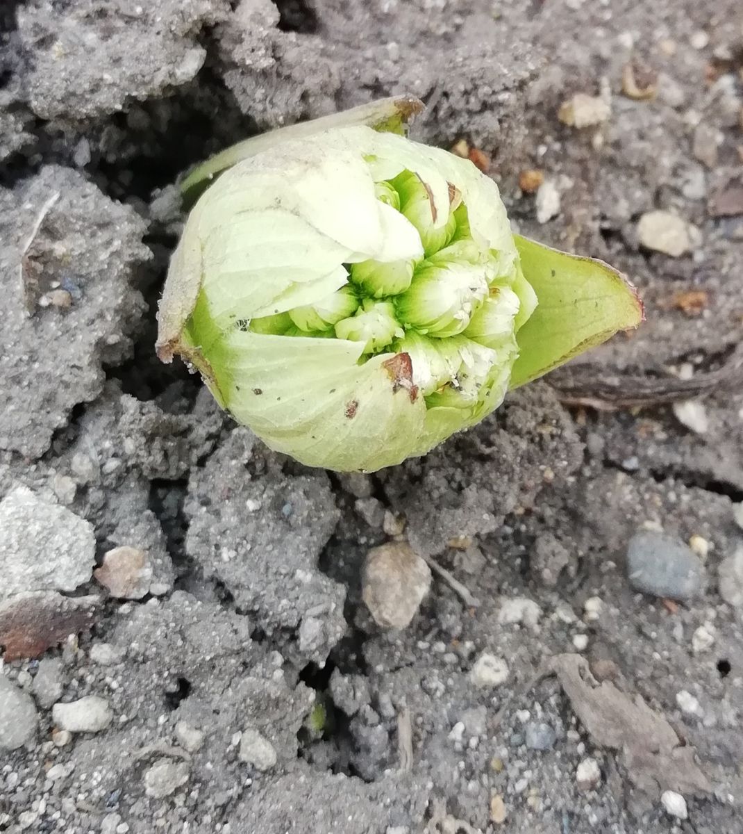 庭の片隅で