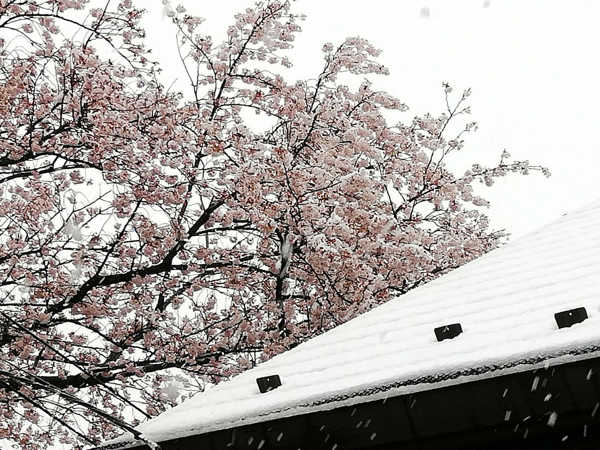 🌸吹雪に❄️吹雪