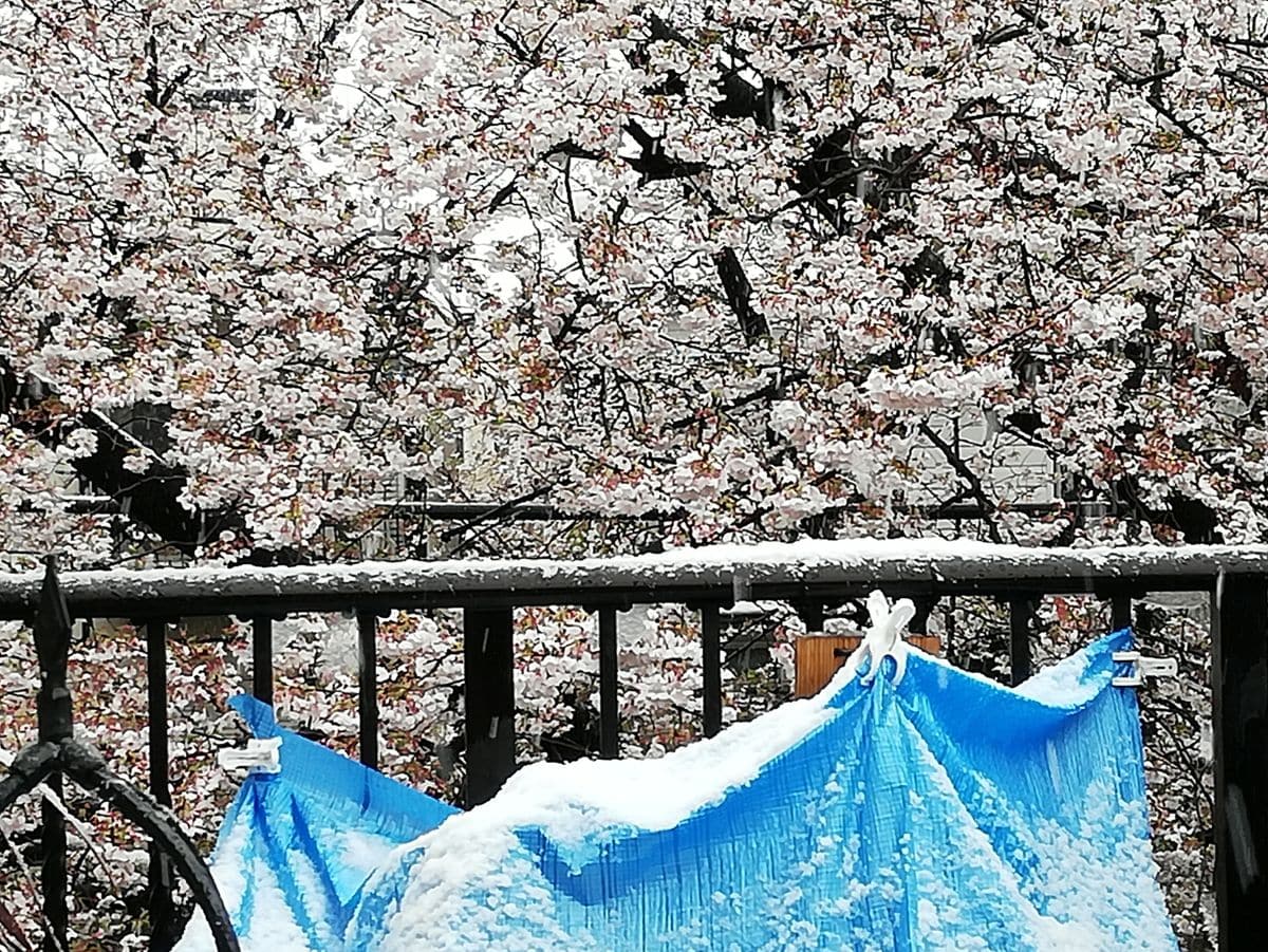 🌸吹雪に❄️吹雪