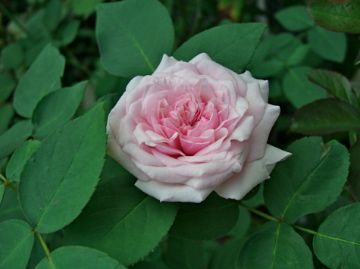 今朝の庭から薔薇３種