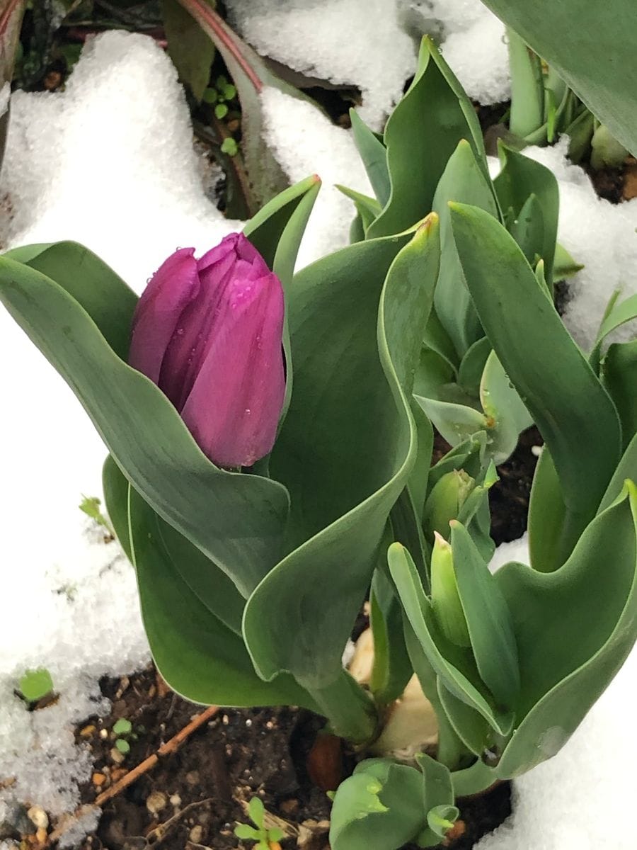 雪の中のチューリップ🌷