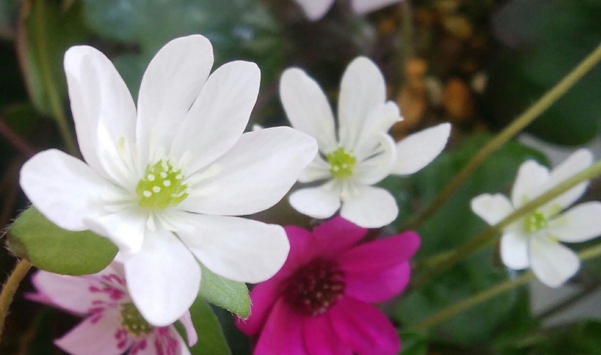 純白の雪割草もいと可愛い～💕