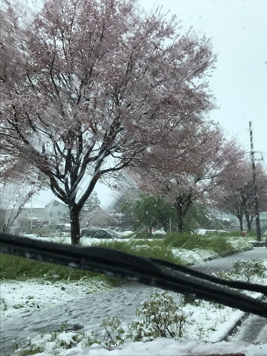 桜と、雪、、今日は(^^)v