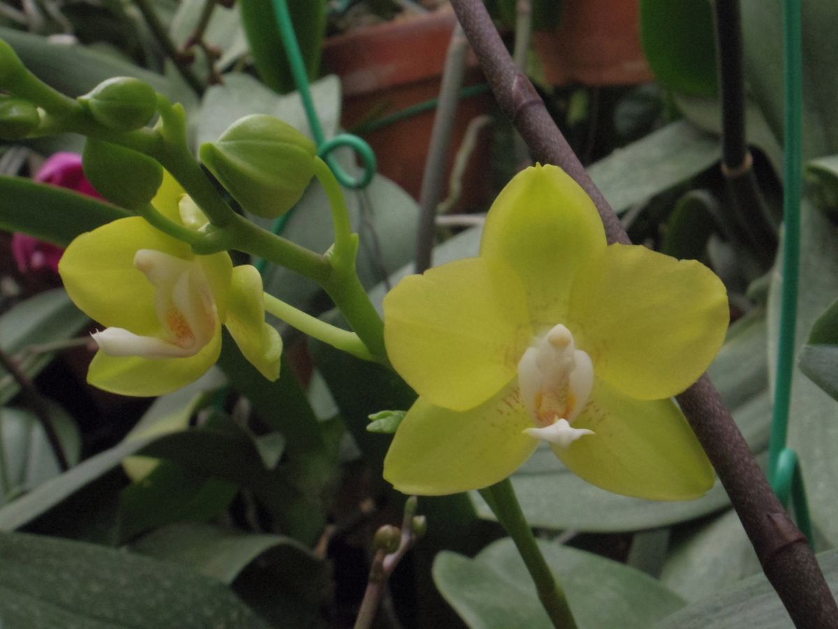 コチョウランの開花が進んでいます