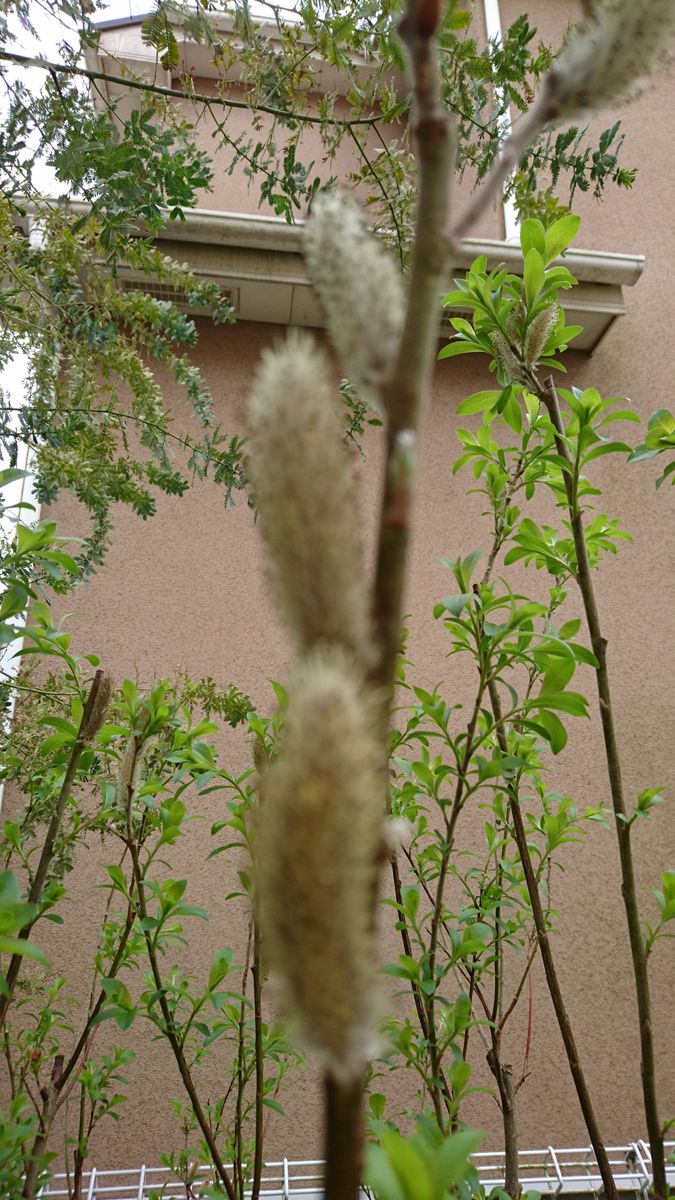 ユキヤナギ 花後の剪定