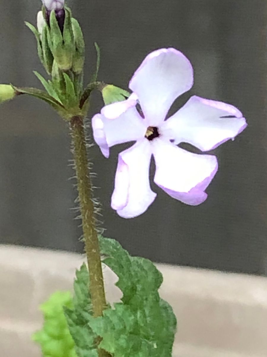 日本桜草が咲きました。