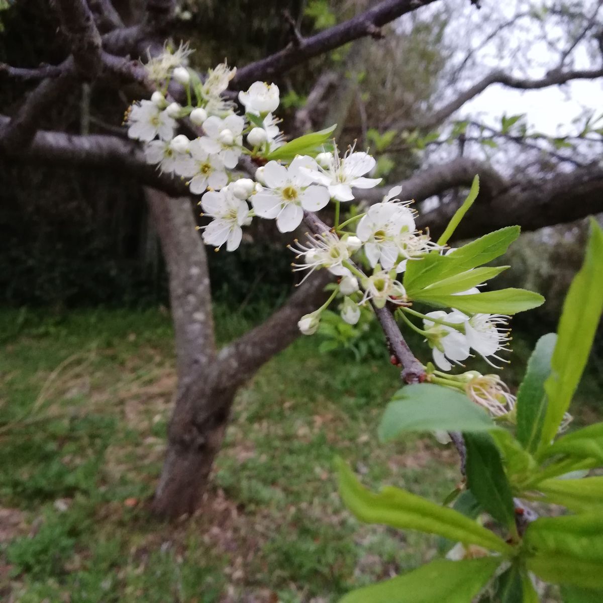 曇り。スモモ。桜🌸。