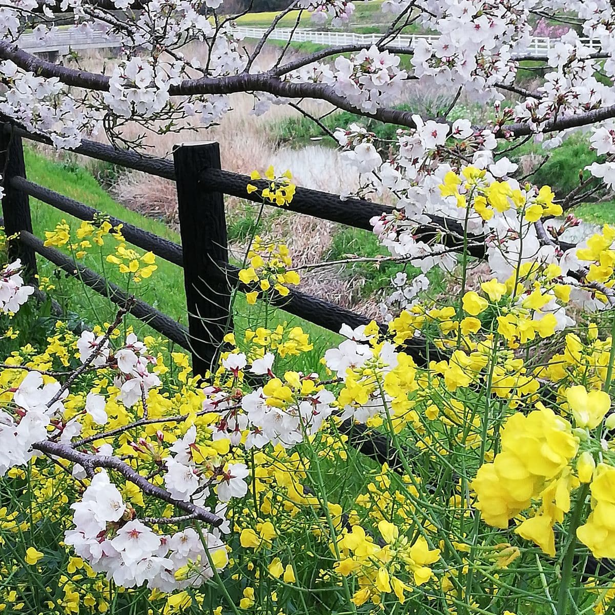 曇り。スモモ。桜🌸。