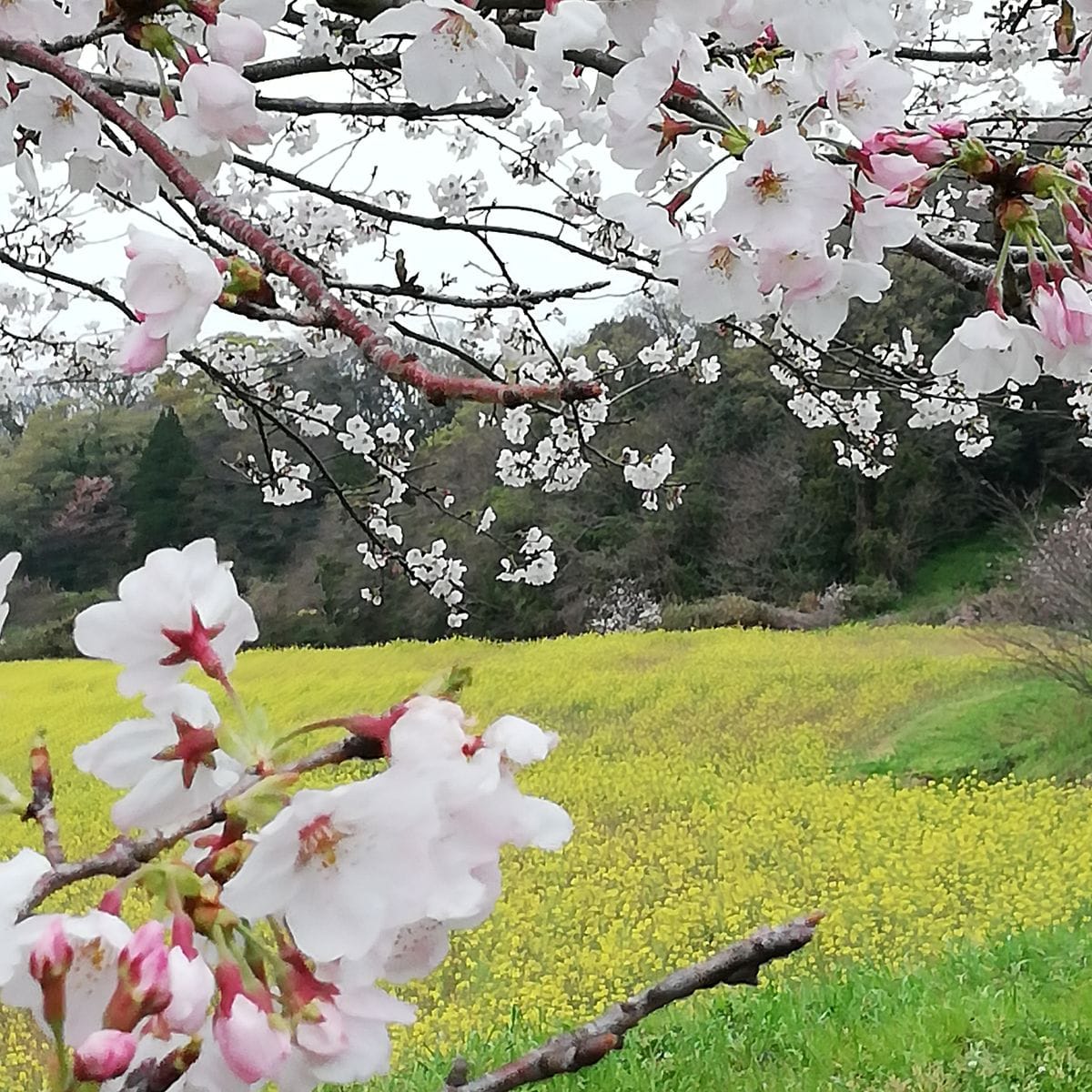 曇り。スモモ。桜🌸。