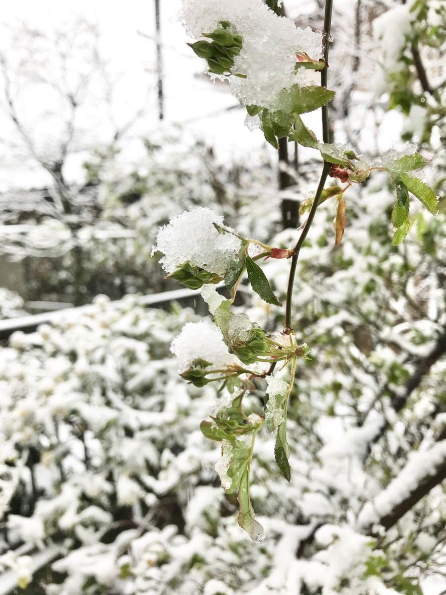 昨日の雪