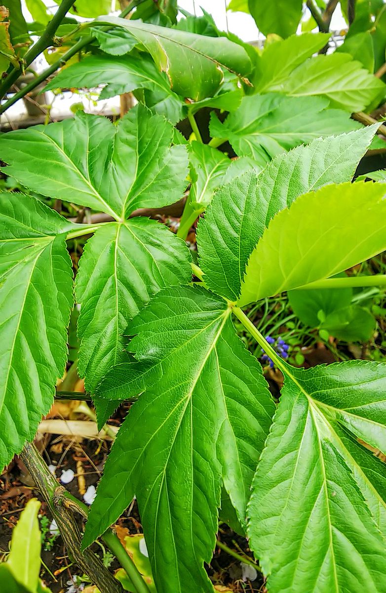 明日葉が毎日葉を出してます🌿