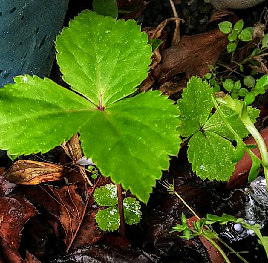 明日葉が毎日葉を出してます🌿