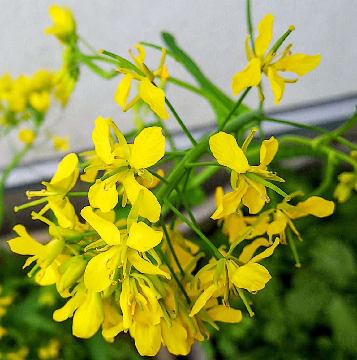 青菜の花✨