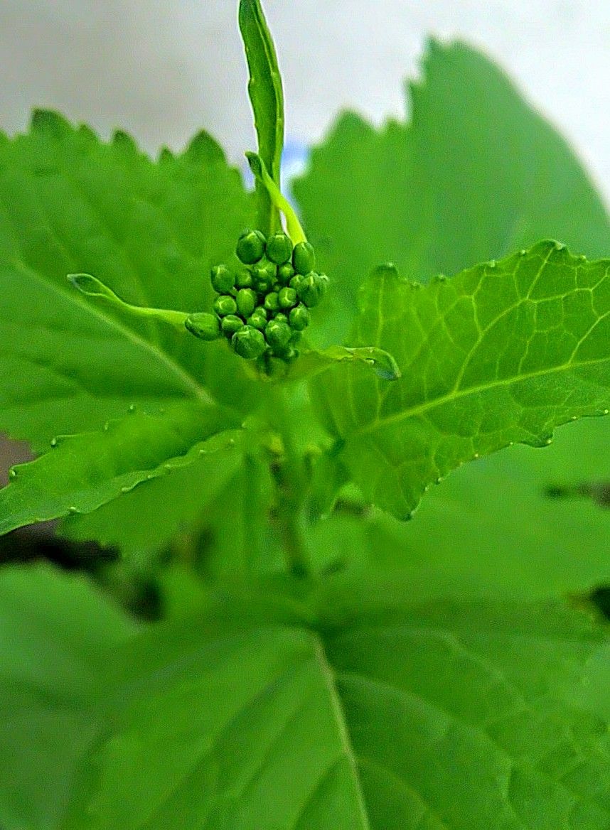 青菜の花✨