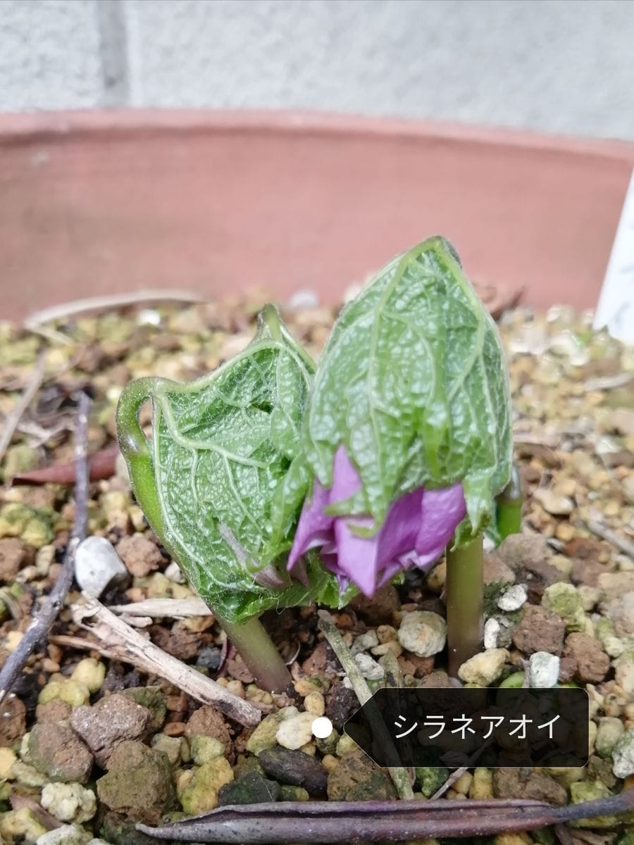 シラネアオイのつぼみから紫花が少し