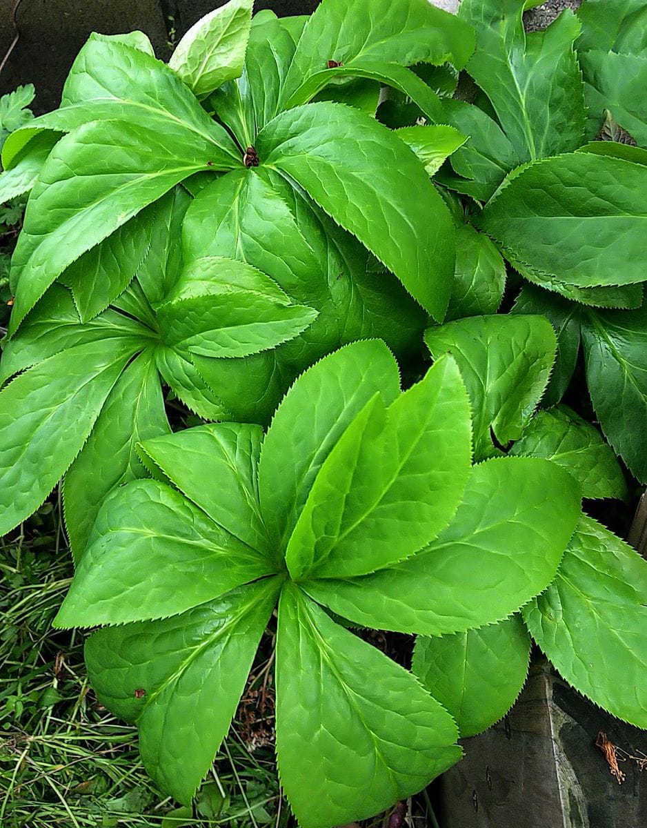 クリロー🌿葉がモリモリ