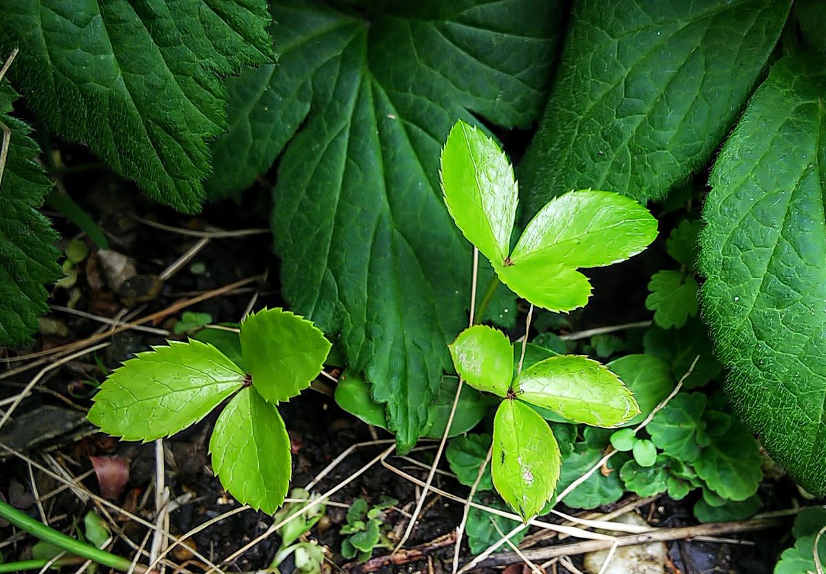 クリロー🌿葉がモリモリ