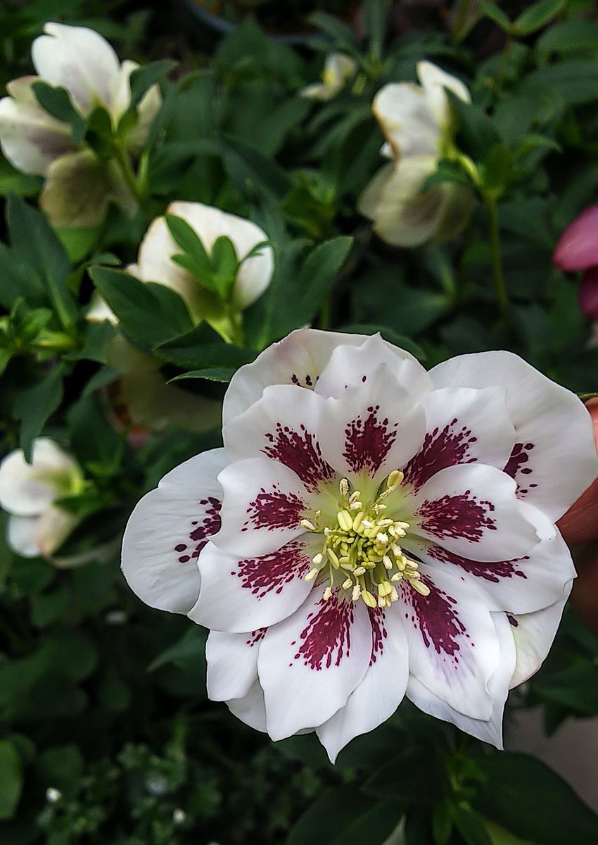 最後に花が咲くクリロー