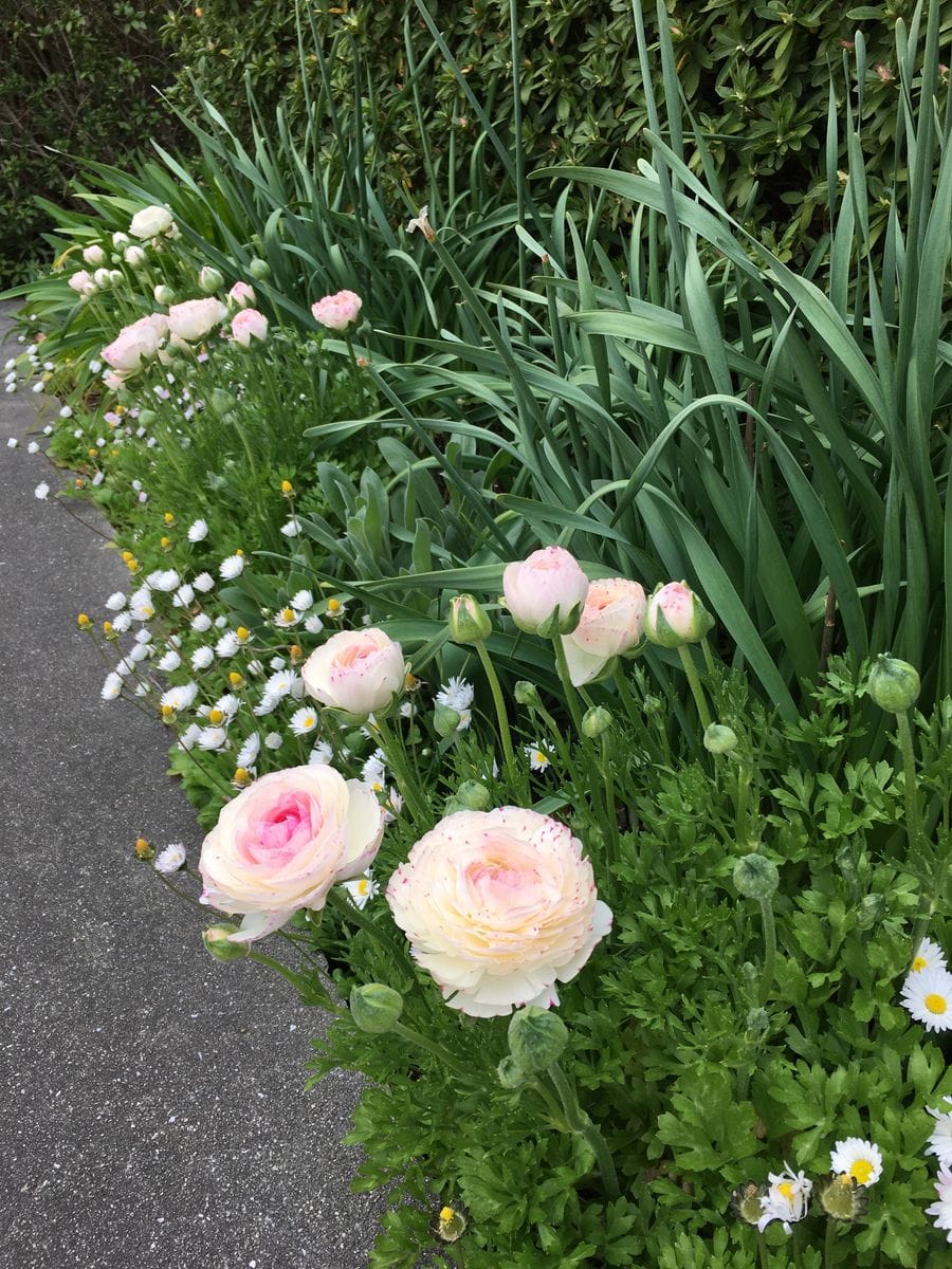 公園花壇の記録