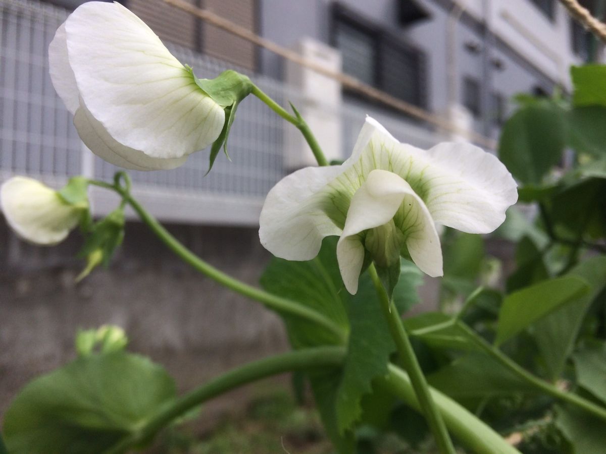 エンドウの花