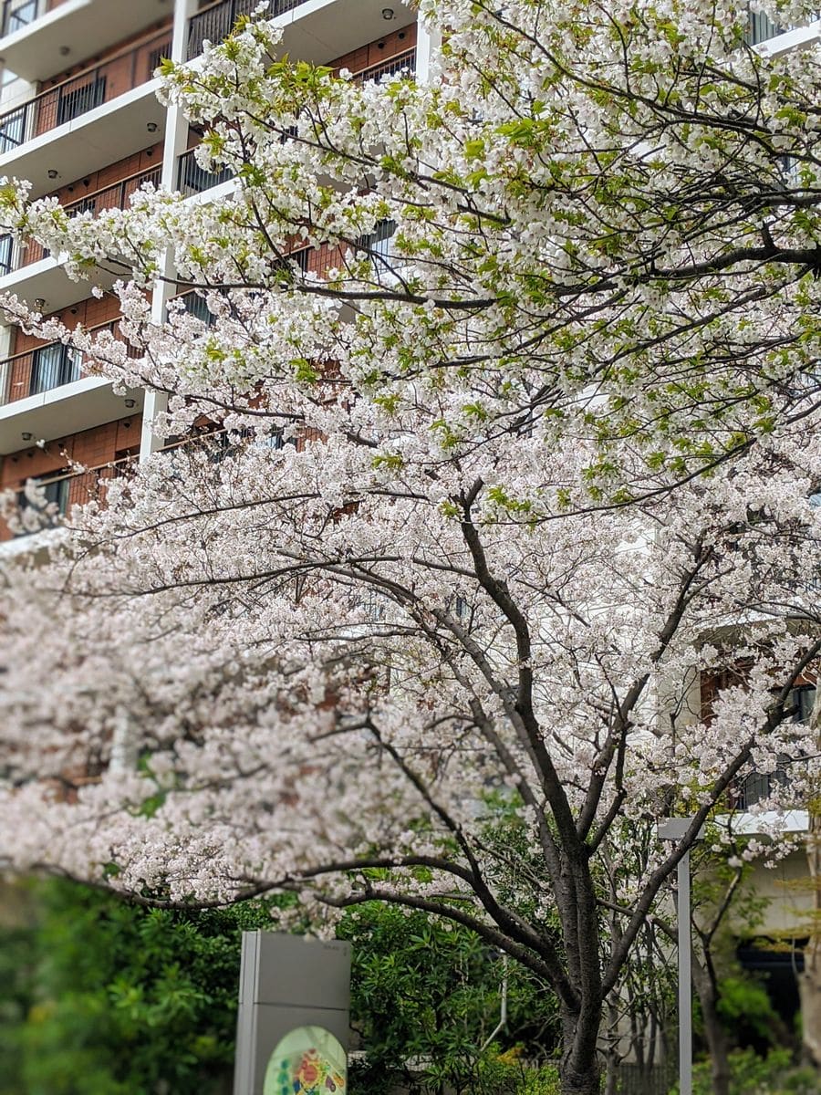 桜🌸