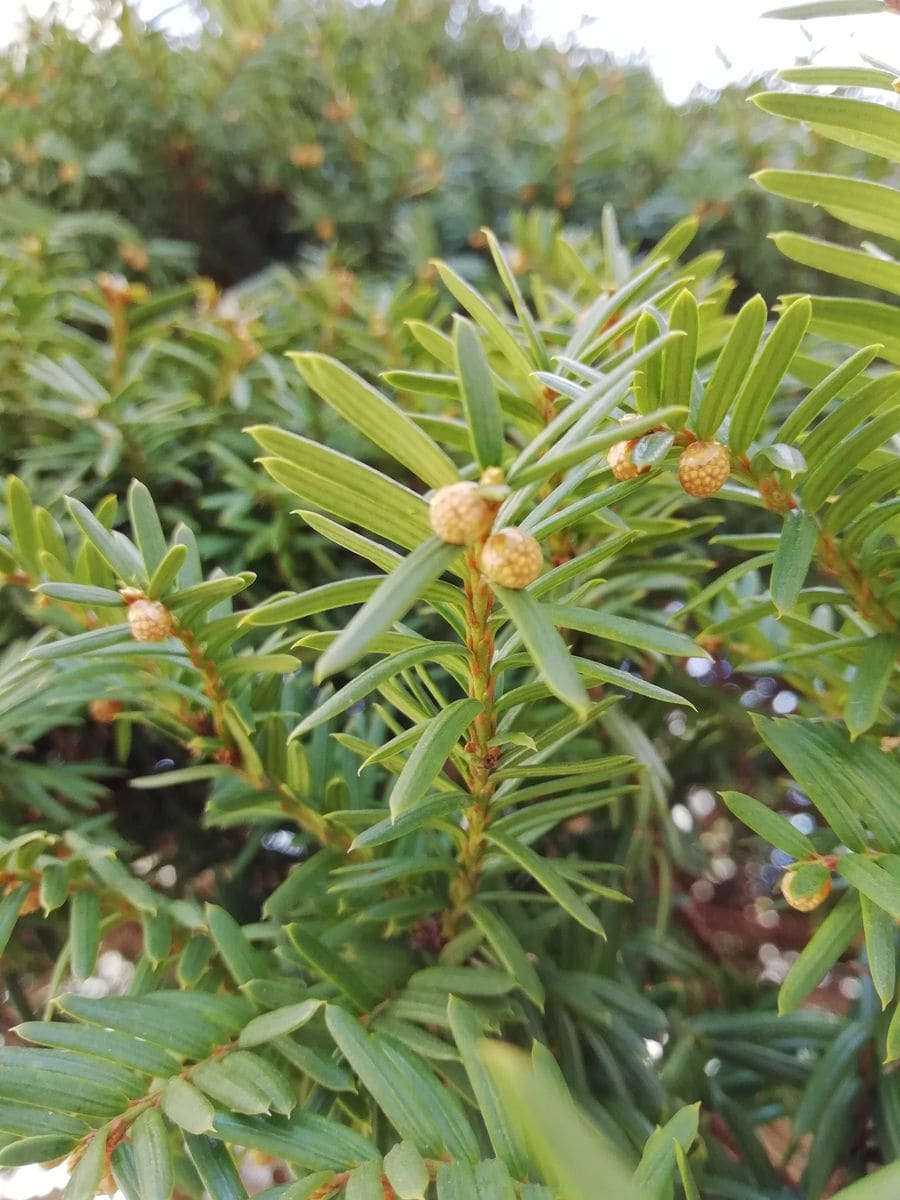 イチイの木 写真1枚目 グレェーチカさんの日記 みんなの趣味の園芸 03 31