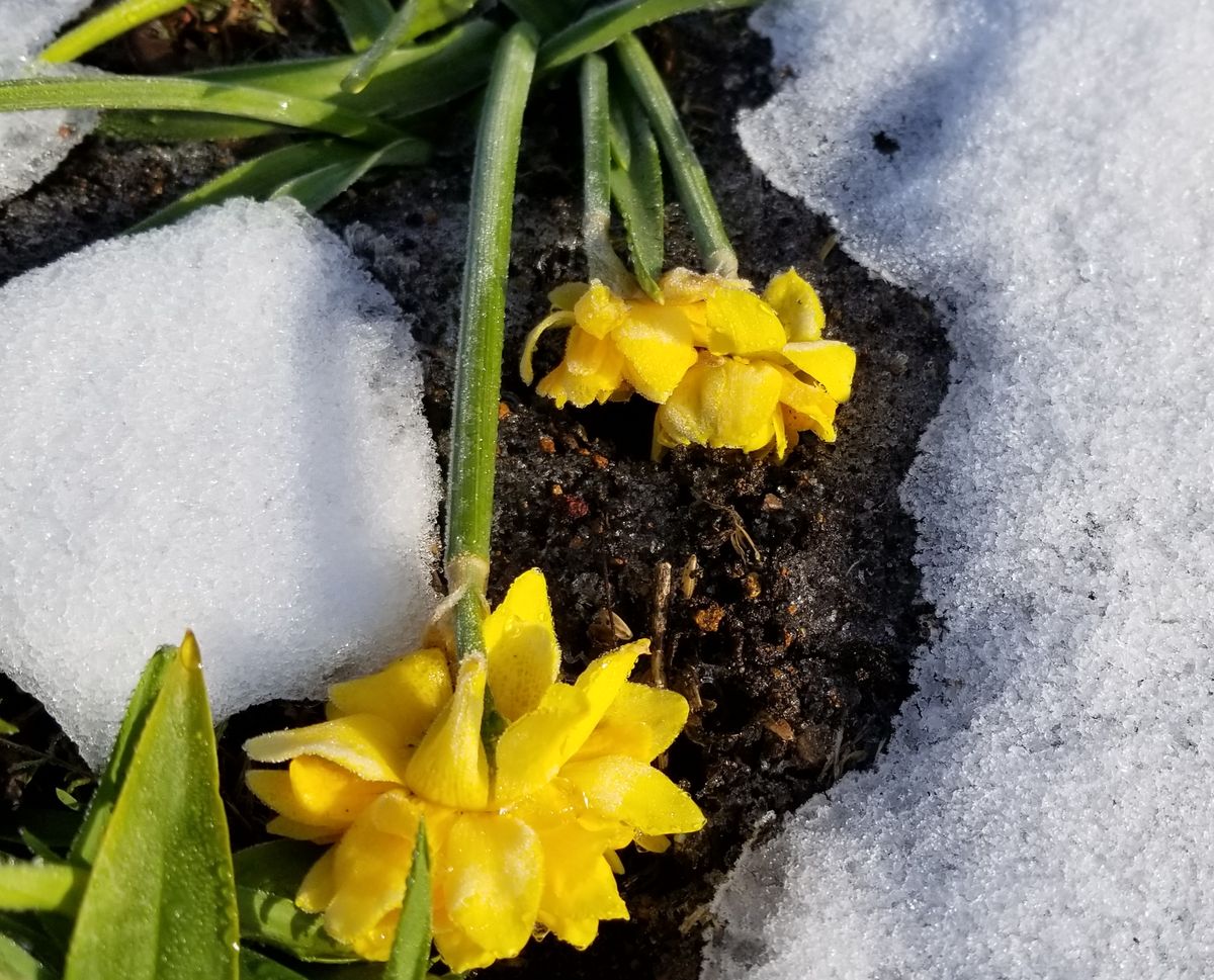 雪と霜のダブルパンチ