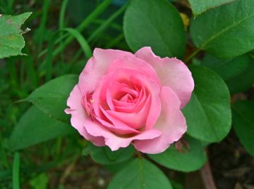 今朝の庭から薔薇３種