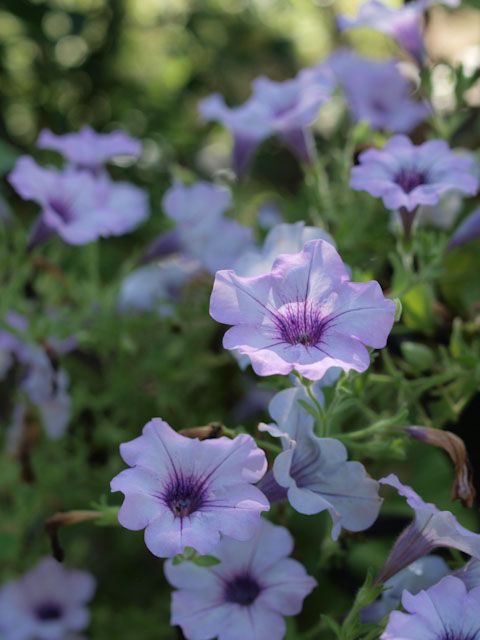 夏の花その2