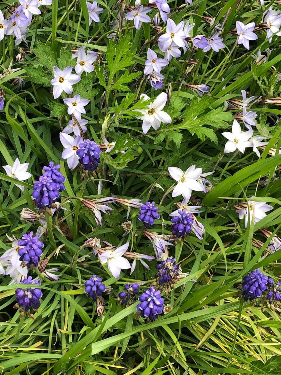 春の神さまはこんな場所にも花を咲かせます。