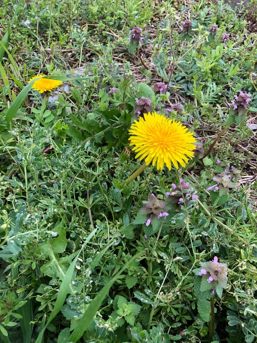 春の神さまはこんな場所にも花を咲かせます。