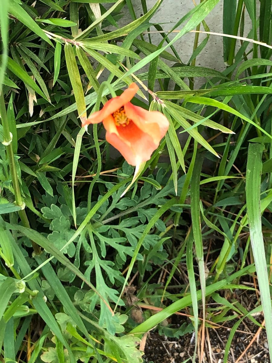 春の神さまはこんな場所にも花を咲かせます。