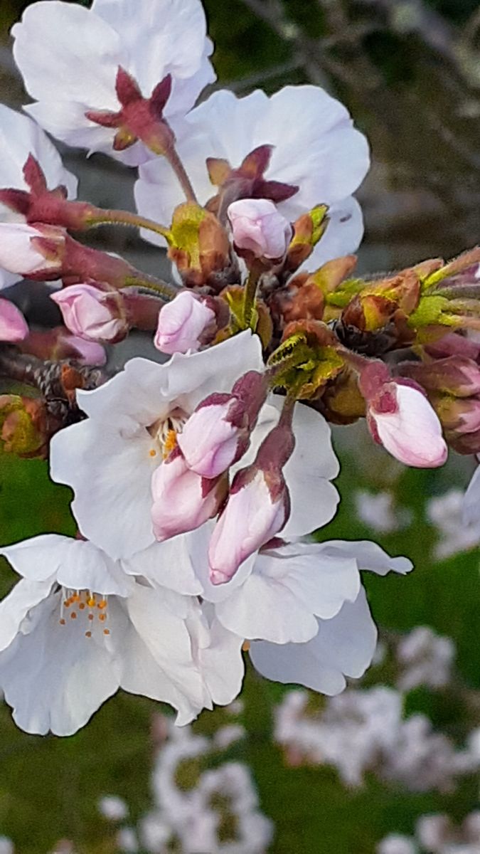 ふくおかルーバルガーデン2～春の🌸💓庭たより…桜🌸は何も知らないで何時もの春のように🍀