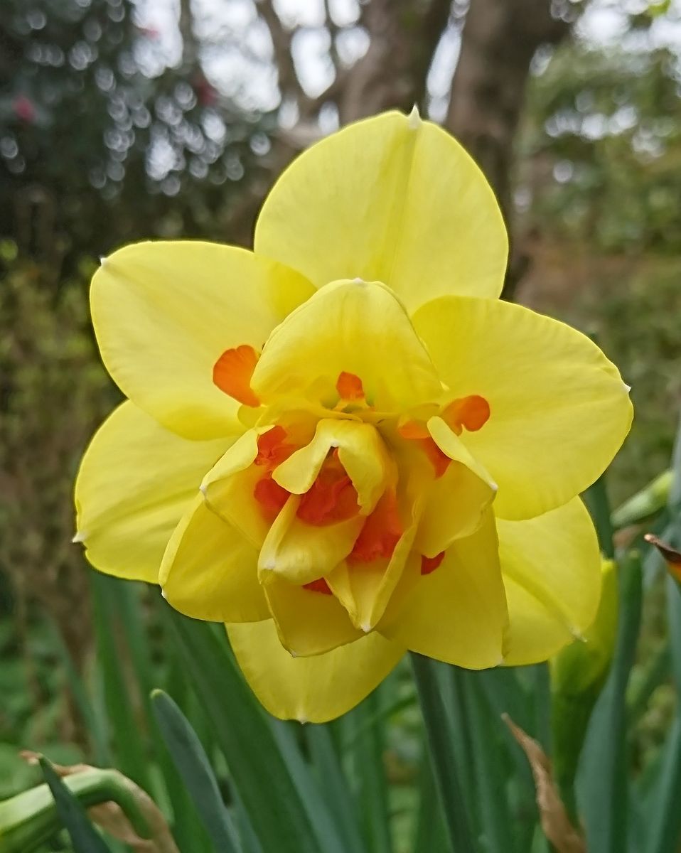 球根の花♪