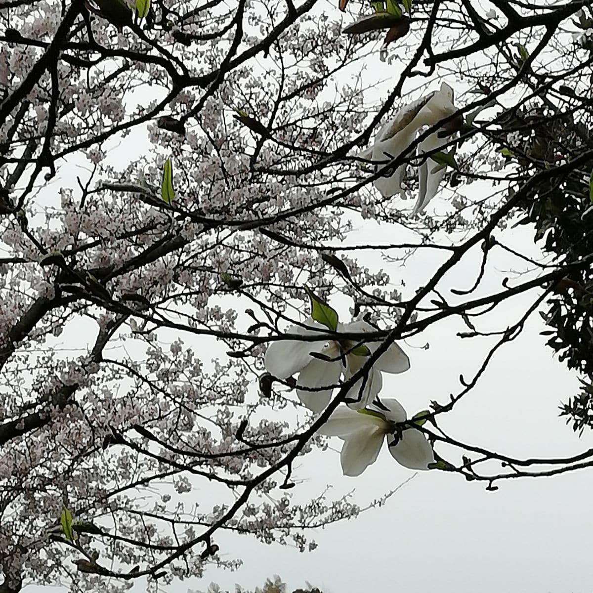 ツツジと桜🌸。コブシと桜🌸。我が家の花梨。