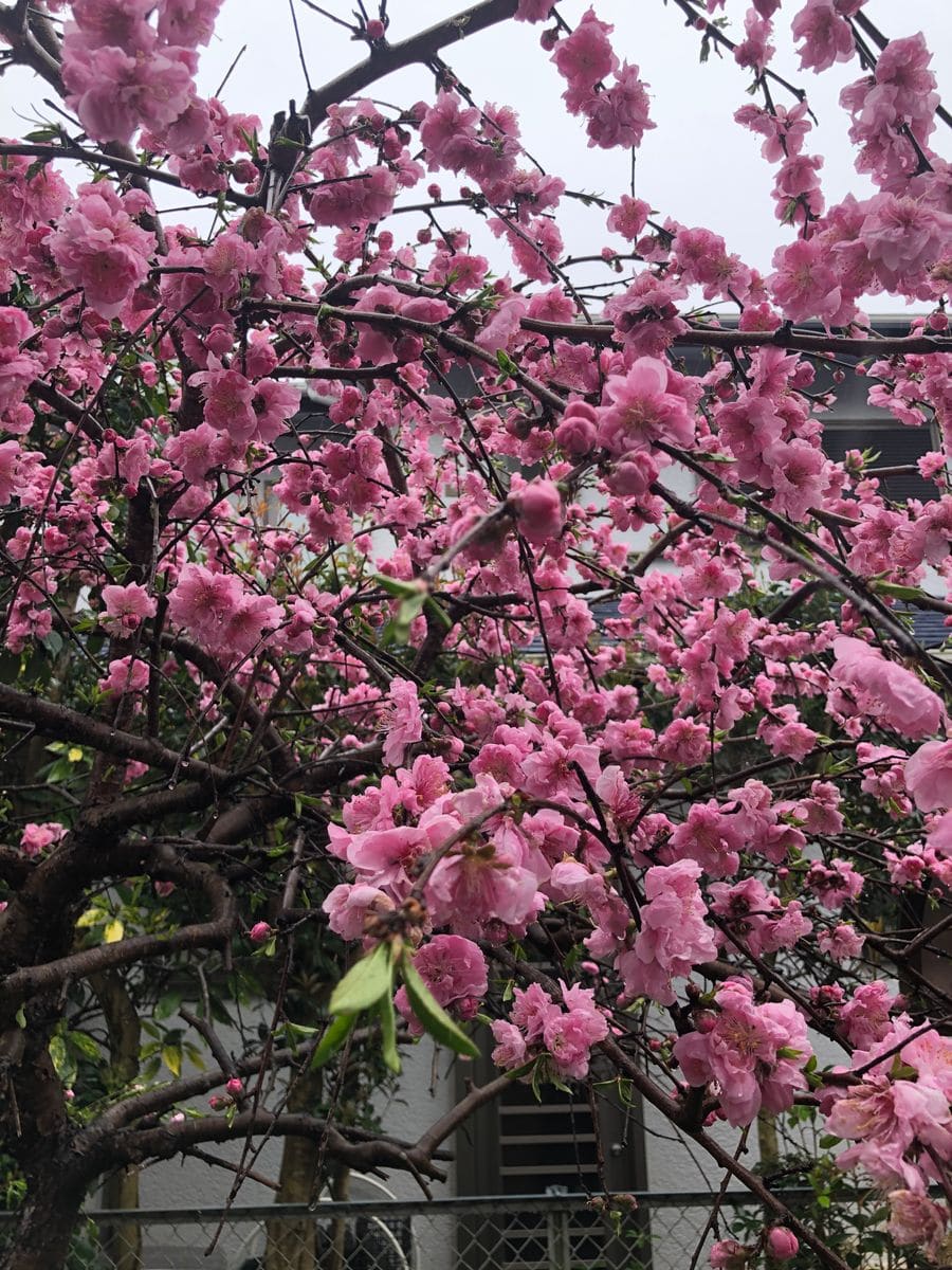 雨の家花見🌸☔️