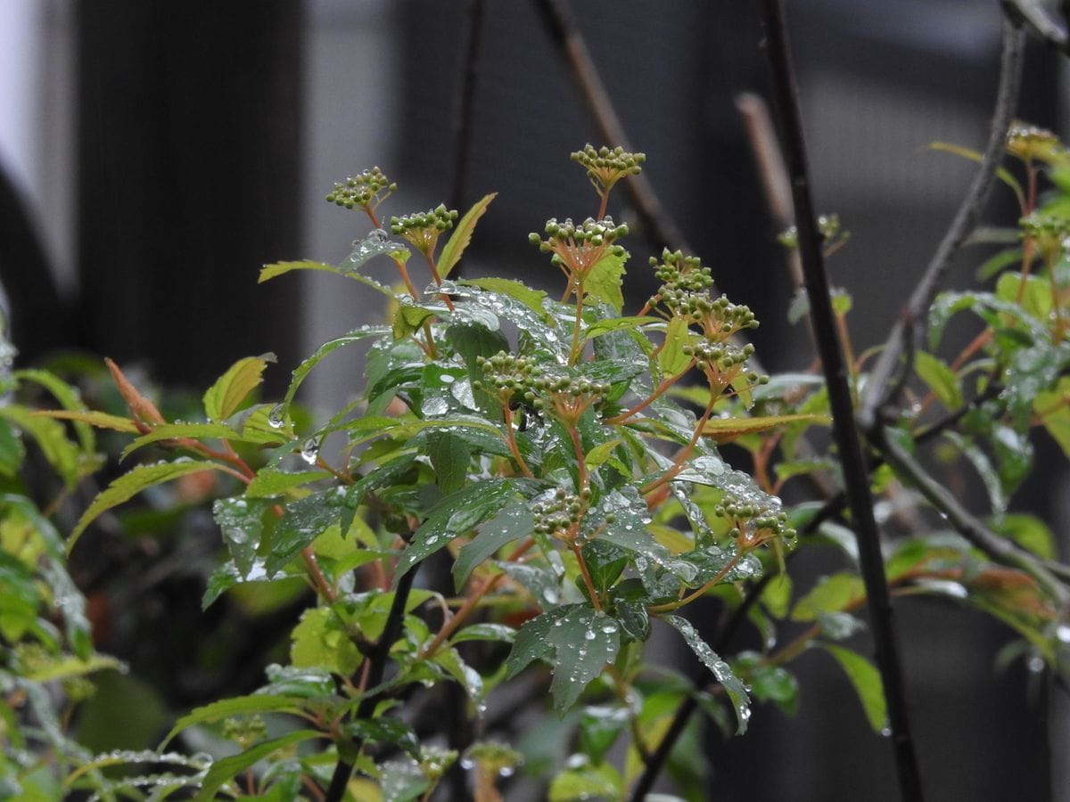 こっとの庭（庭木の新芽）