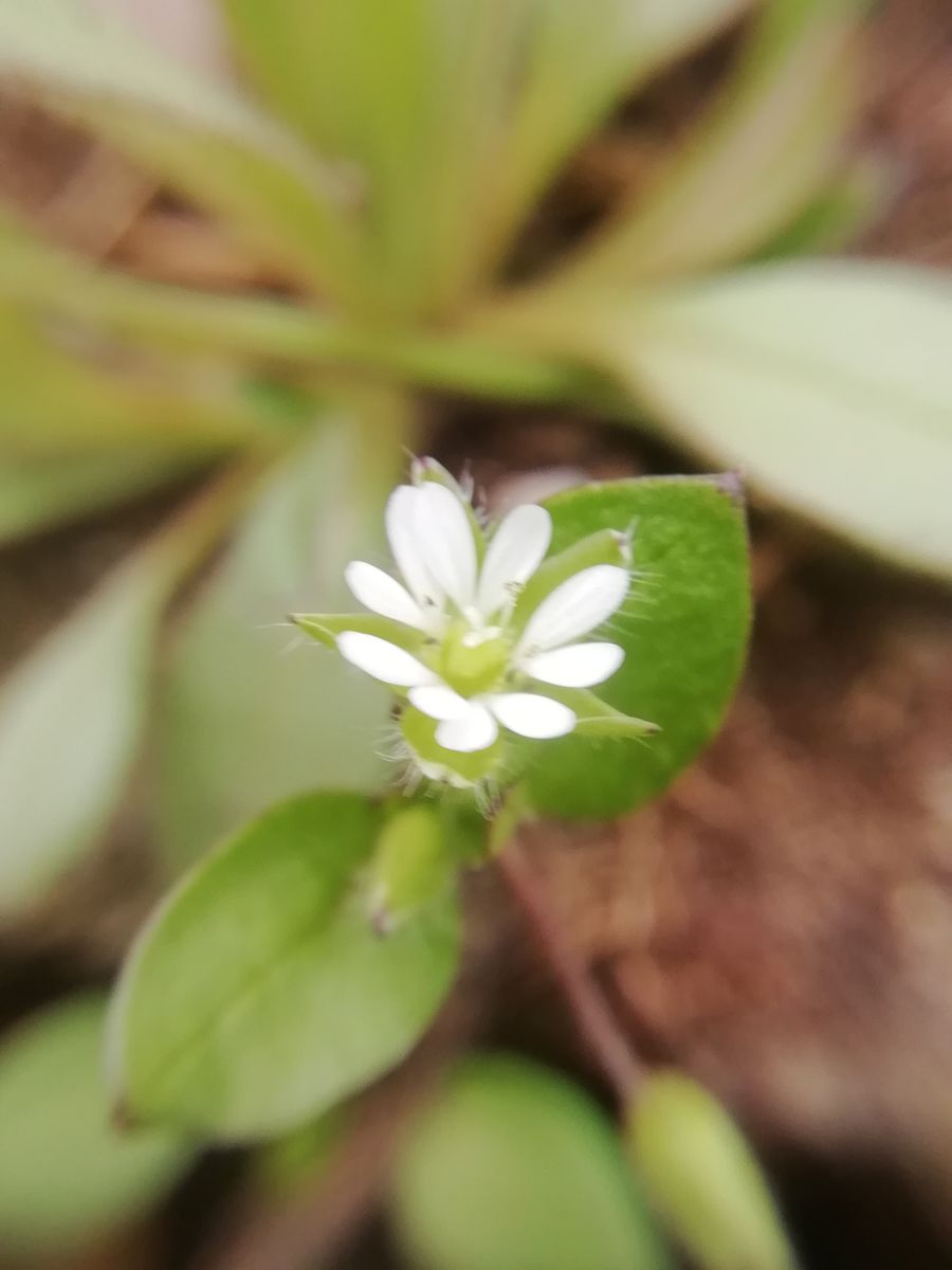 畑の食べられる雑草②