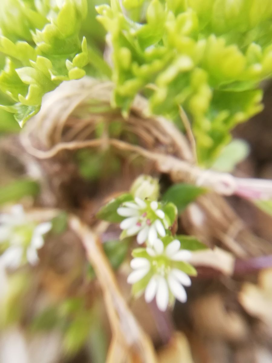 畑の食べられる雑草②