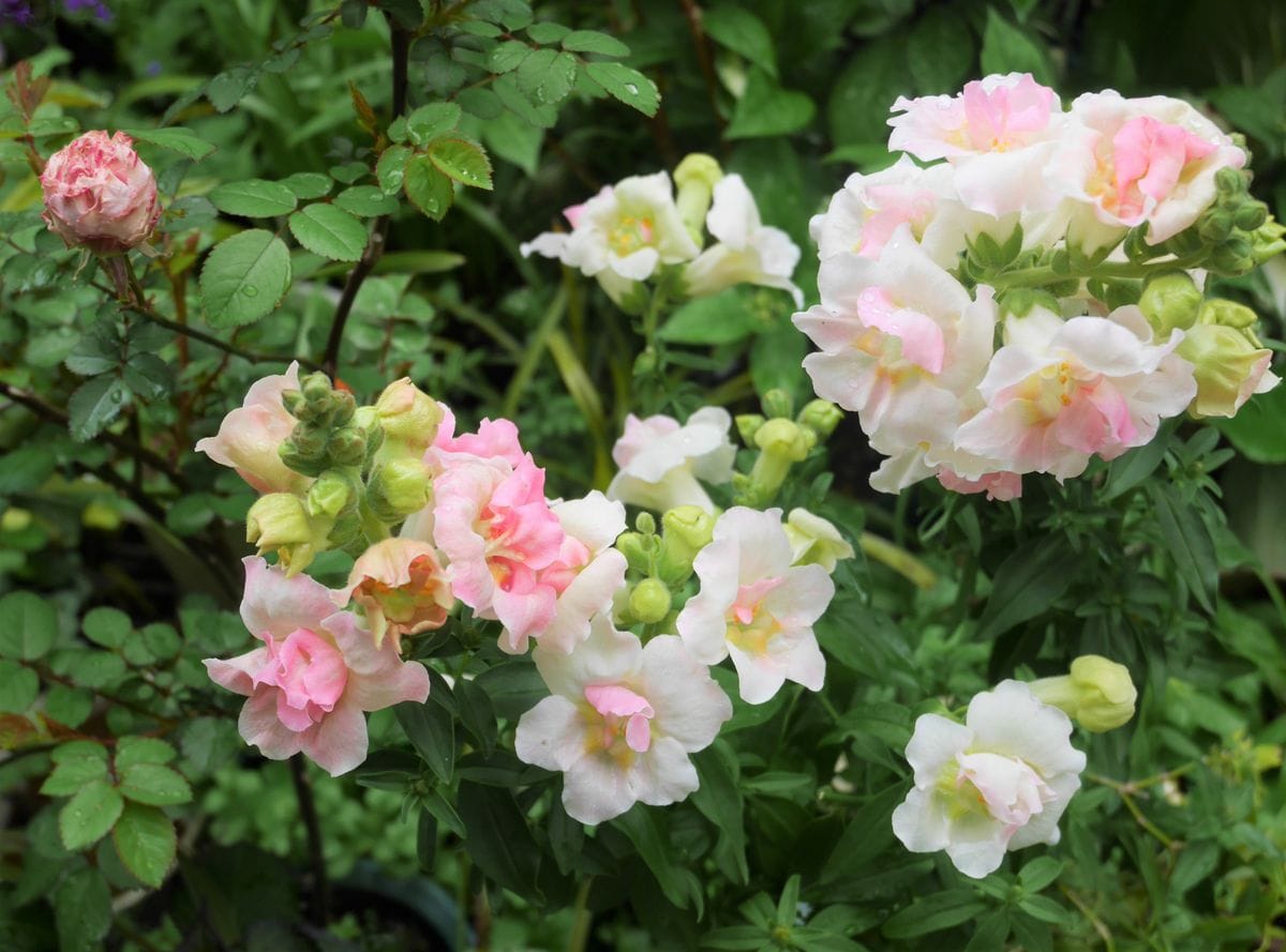 庭の花～雨が降る前に