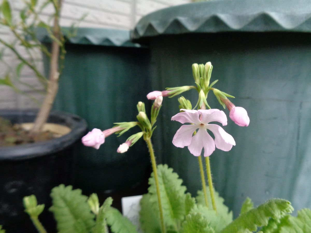 小雨のうちに。。。