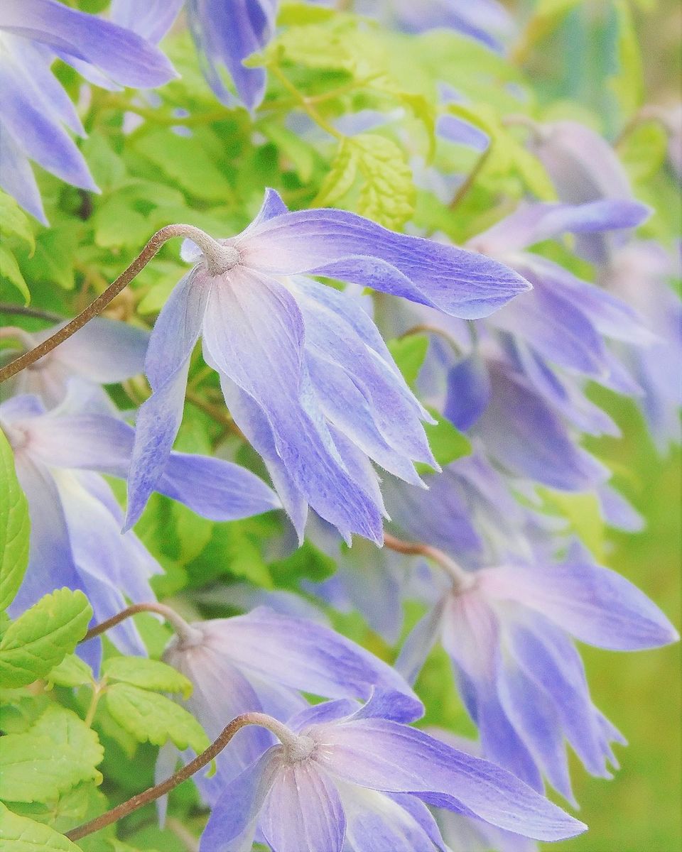 Clematis macropetala 'Wesselton'