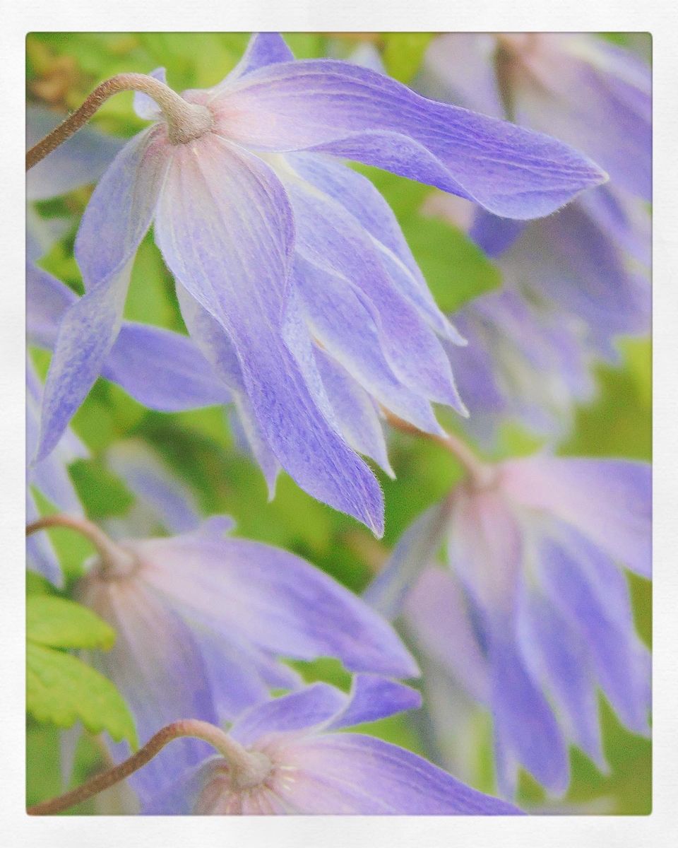 Clematis macropetala 'Wesselton'