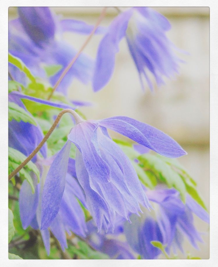 Clematis macropetala 'Wesselton'