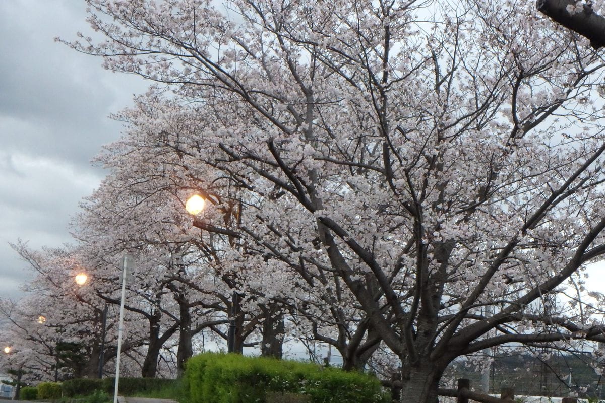 今年の桜のお花見